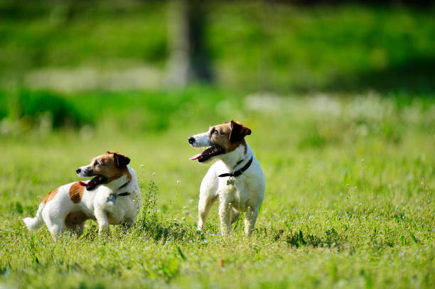 istock Two Jackrussel Terrier Dogs play in a Parc 950039068