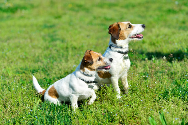 istock Two Jackrussel Terrier Dogs play in a Parc 950039138