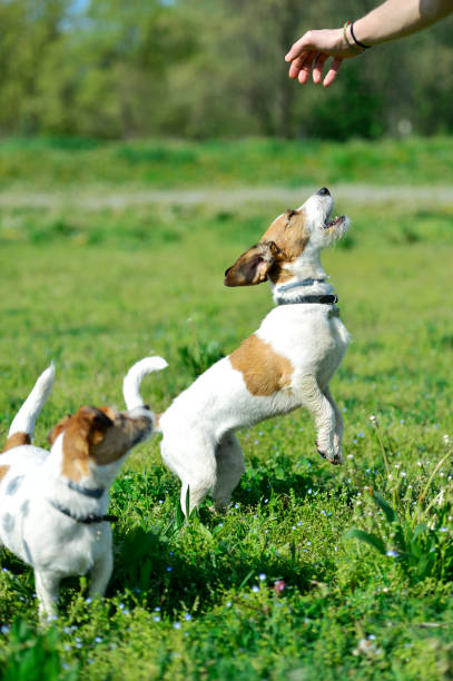 istock Two Jackrussel Terrier Dogs play in a Parc 950039254