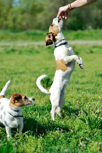 Two Jackrussel Terrier Dogs play in a Parc
