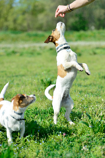 Two Jackrussel Terrier Dogs play in a Parc