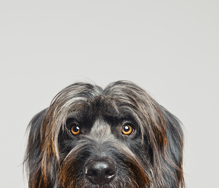 Close up portrait of cute big gos d’atura against gray background. Dark grey catalan sheepdog looking at camera. Sharp focus on eyes. XXX studio portrait from DSLR camera.