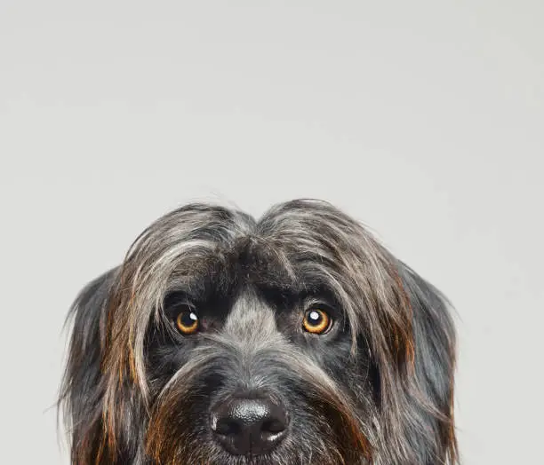 Photo of Gos d'atura dog studio portrait XXX