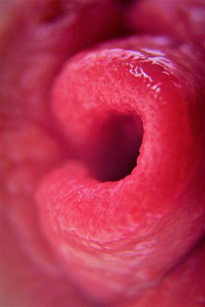 istock pink rolls of human tongue 950039416