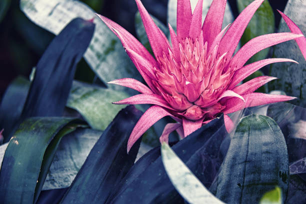 Taken by Canon 60D. Post processing Adobe Lightroom and Photoshop.