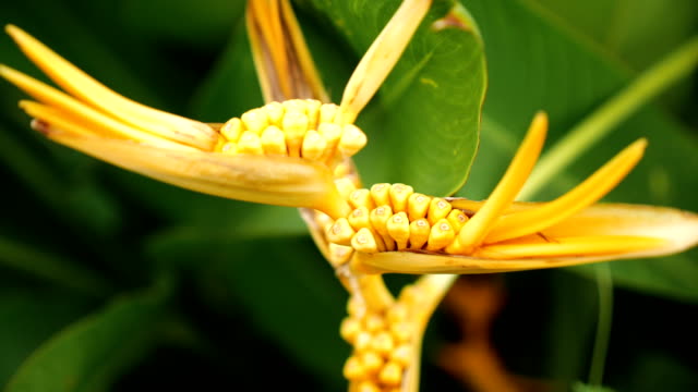 Close-up Yellow canna lily.