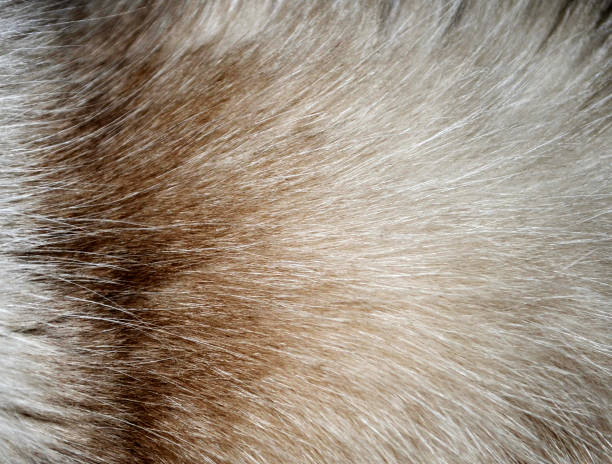 istock Closeup of a fur texture from cat`s torso 950041354