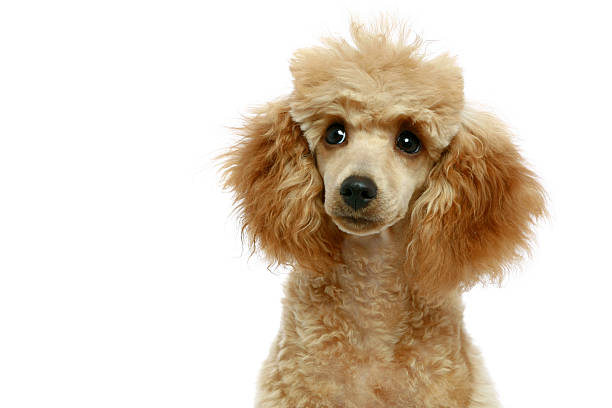 istock Small apricot poodle puppy 95004169