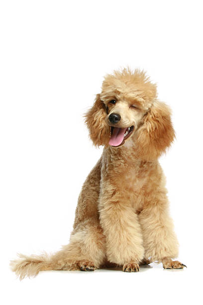 istock Small apricot poodle puppy 95004172