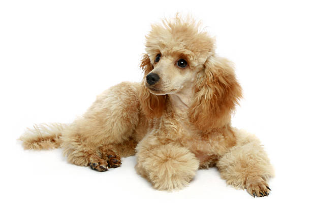 istock Small apricot poodle puppy 95004174