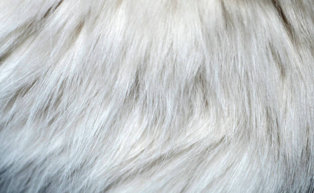 istock Closeup of a white cat`s fur texture 950043440
