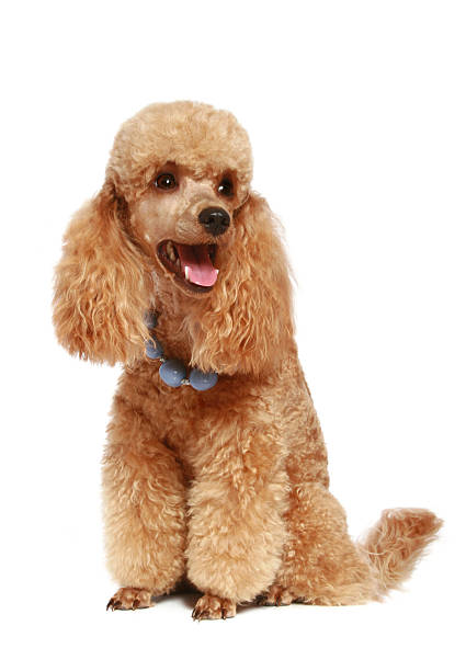 istock Apricot poodle puppy (1year) 95004357