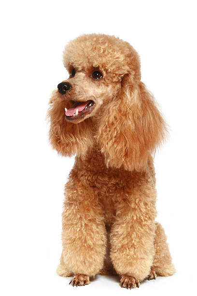 istock Apricot poodle puppy (1year) 95004359