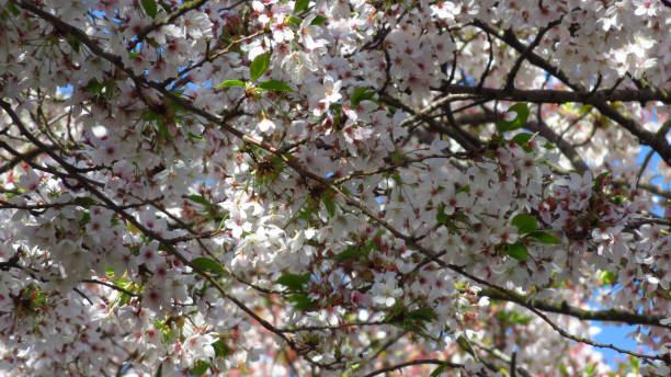 istock Pink and White Blossom on Spring-Blooming Tree 950043650