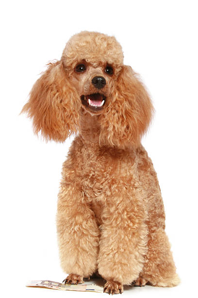 istock An one year apricot poodle puppy on a white background 95004399