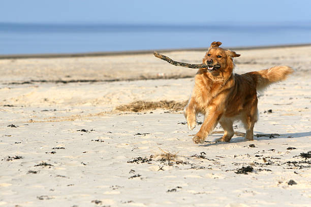 Two large Golden Retriever dogs playing on the beach