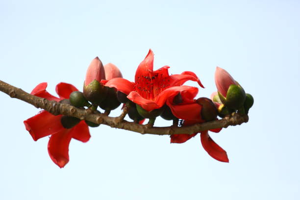 Reddish Shimul (Red Silk Cotton) flower tree at Munshgonj, Dhaka, Bangladesh. Shimul a tall, fleshy, deciduous tree, Bombax ceiba of the family Bombacaceae, attaining about 30-40 m in height with a straight bole, covered with numerous angular spines all over the stem. Flowers are large, reddish and showy. Fruits are oblong with silky hairs inside. The wood is soft, light and perishable. It occurs in the forest areas of Chittagong, Chittagong Hill Tracts, and Sylhet, and also grown and available all over Bangladesh.
It is mainly used in match industries for making match boxes and match splints. The wood has a great demand for packing cases, toys, second grade pencils, planking, coffins, etc. Cotton is used for making good quality pillow, bed, and mattress. Gum of the plant and roots have some medicinal value. sylhet stock pictures, royalty-free photos & images