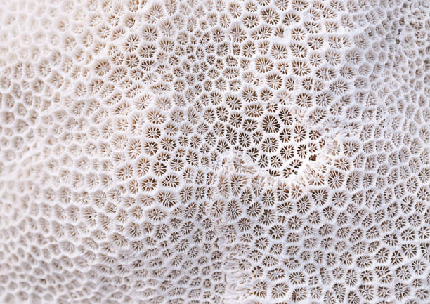 coral struktur - makrofotografie stock-fotos und bilder