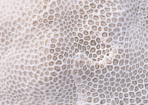 Coral textura de photo