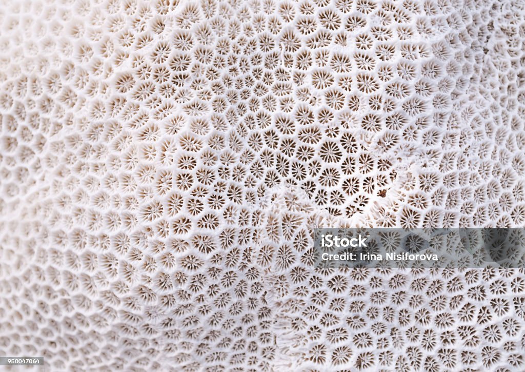 Coral texture Coral - Cnidarian Stock Photo