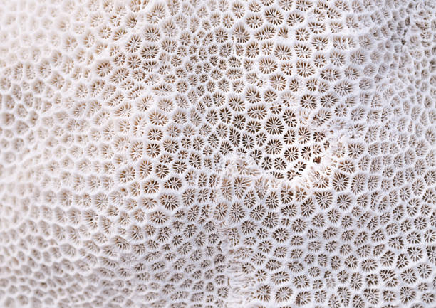 Coral texture Coral texture animal shell photos stock pictures, royalty-free photos & images
