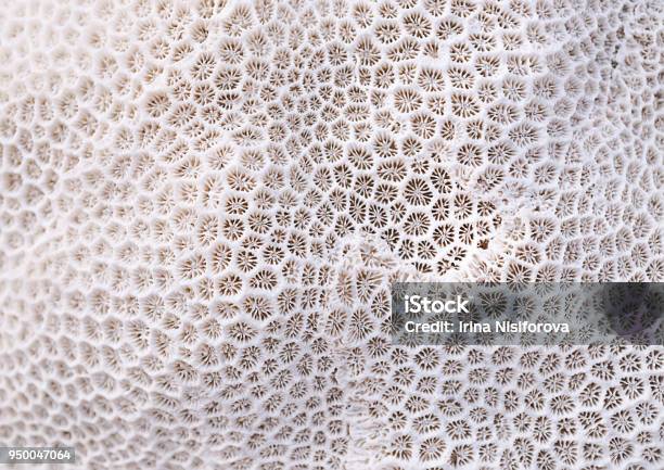 Coral Texture Stock Photo - Download Image Now - Coral - Cnidarian, Nature, Textured