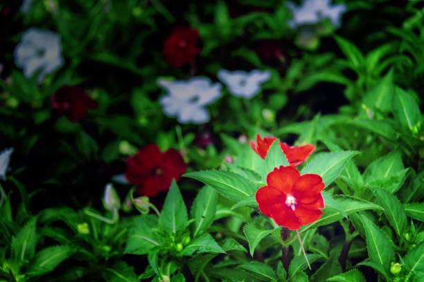 Taken by Canon 60D. Post processing Adobe Lightroom and Photoshop.