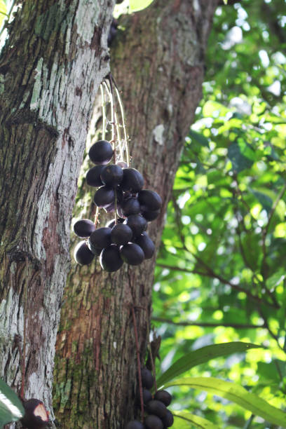 istock Baccaurea parviflora, This is a useful and endangered plant. 950049470