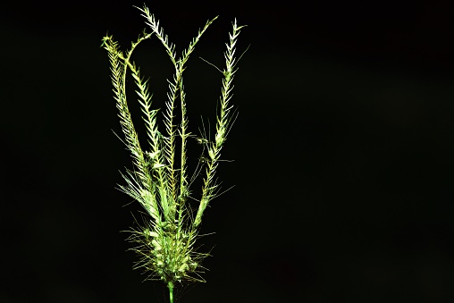Closed up grass flower (black background)