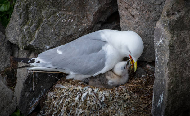 kittiwake mother and baby kittiwake mother and baby farne islands stock pictures, royalty-free photos & images