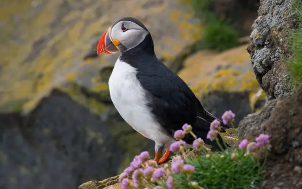 Atlantic puffin