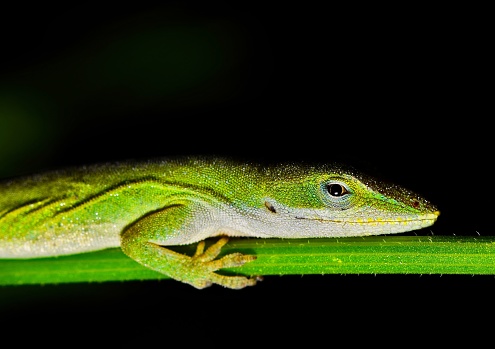 A green anole lizard (Anolis carolinensis) is lightly covered in dew as it sleeps on a plant stem during the night hours.