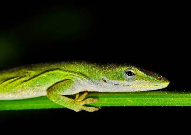 Photo of Anole lizard sleeping on a plant stem.