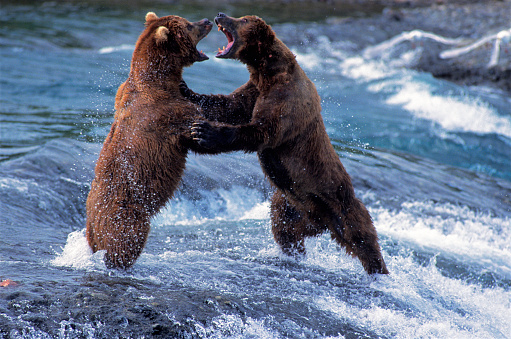 Brown Bears Fighting Stock Photo - Download Image Now - Fighting, Arguing,  Grizzly Bear - iStock