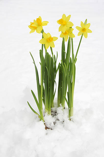 Beautiful daffodil flower blooming in the snow in early spring