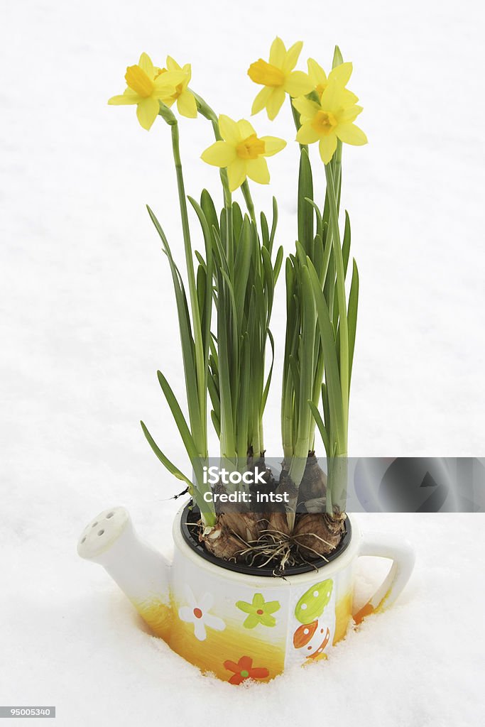 Narzisse flowerpot im Schnee - Lizenzfrei Baumblüte Stock-Foto