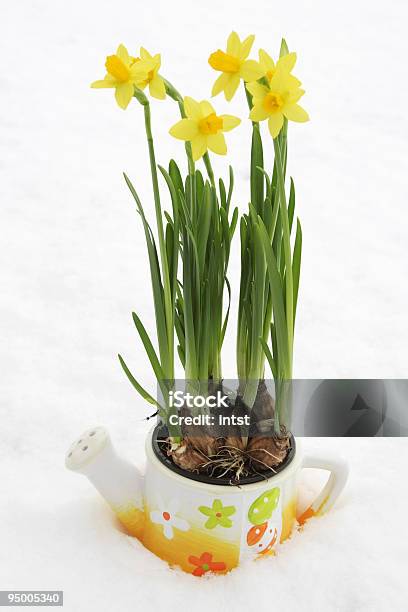 Narzisse Flowerpot Im Schnee Stockfoto und mehr Bilder von Baumblüte - Baumblüte, Blume, Blumenstrauß