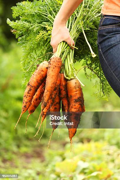 Handful Of Large Orange Organic Carrots With Greens Attached Stock Photo - Download Image Now