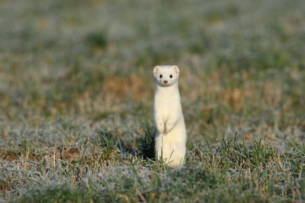 stoat (Mustela erminea),short-tailed weasel Germany stoat (Mustela erminea),short-tailed weasel Germany stoat mustela erminea stock pictures, royalty-free photos & images