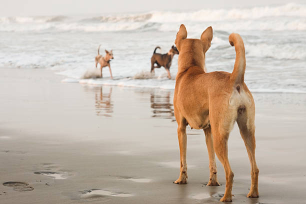 Dogs at the beach stock photo