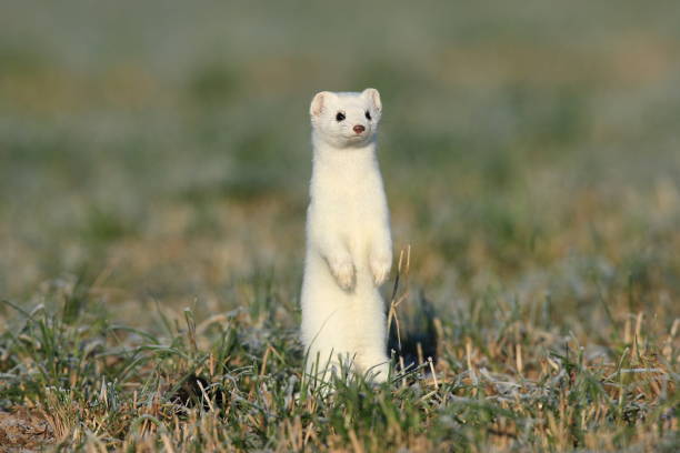 stoat (Mustela erminea),short-tailed weasel Germany stoat (Mustela erminea),short-tailed weasel Germany white tailed stock pictures, royalty-free photos & images