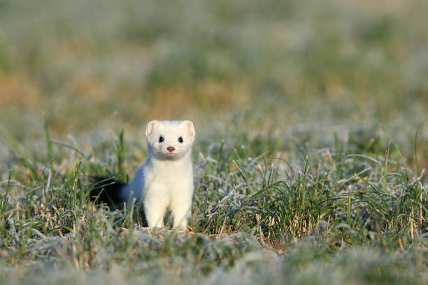 stoat (Mustela erminea),short-tailed weasel Germany stoat (Mustela erminea),short-tailed weasel Germany white tailed stock pictures, royalty-free photos & images