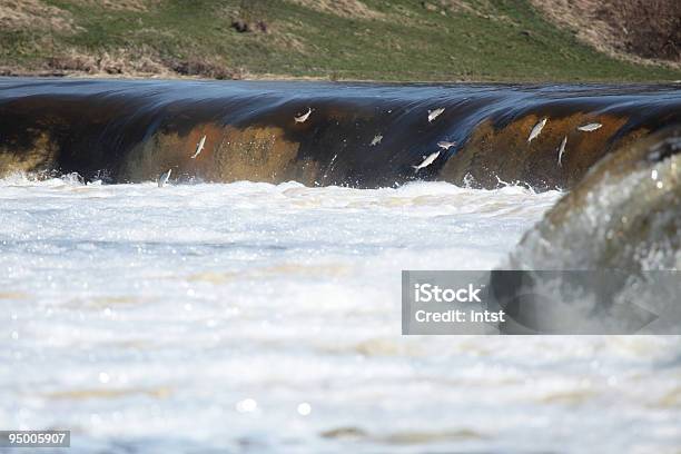 Peixe Saltar Em Cascata - Fotografias de stock e mais imagens de Animal selvagem - Animal selvagem, Ao Ar Livre, Branco