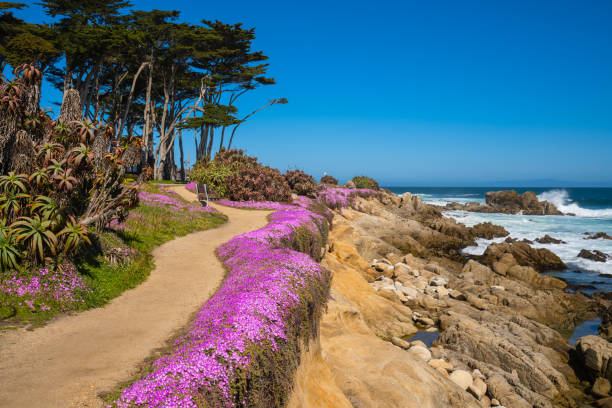 Purple California