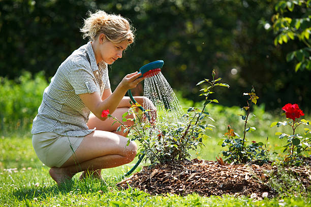 Woman watering rose plant stock photo