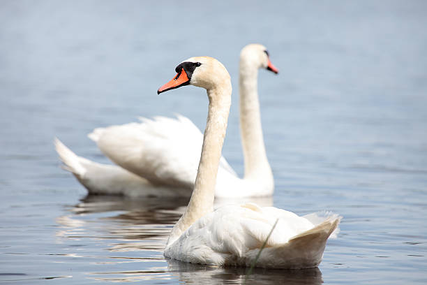 istock White nordic swan couple 95006118
