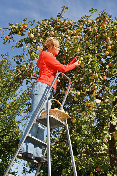 Woman picking apples stock photo