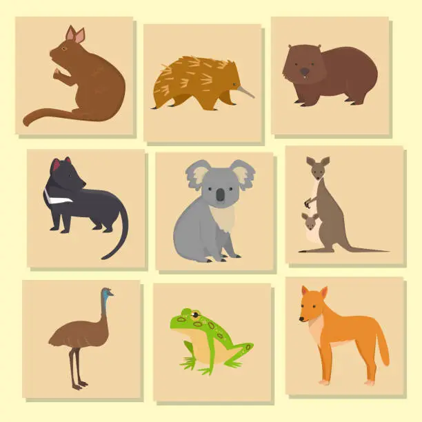 Vector illustration of Australia wild animals card cartoon popular nature characters flat style mammal collection vector illustration