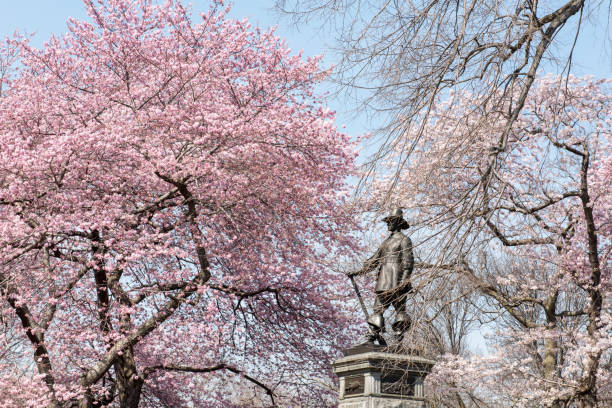 istock Sakura in Central Park New York 950066332