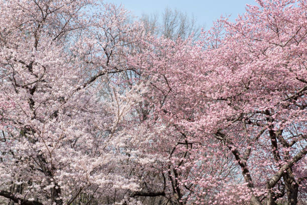istock Sakura in Central Park New York 950066458